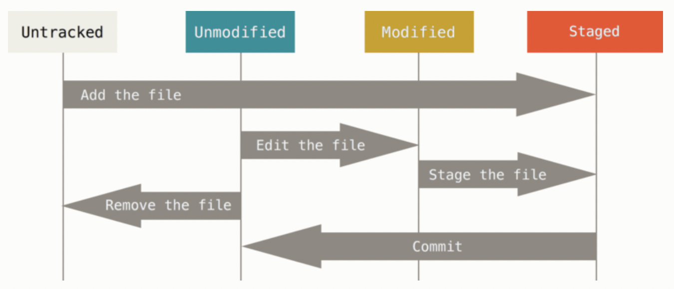 A diagram showing four file states in Git: untracked, unmodified, modified, and staged. The diagram illustrates how a file moves between these states. A file is added to move from untracked to unmodified. Editing the file changes it from unmodified to modified. Staging the file moves it from modified to staged. Committing the file brings it back to unmodified. A file can also be removed to return from unmodified to untracked.